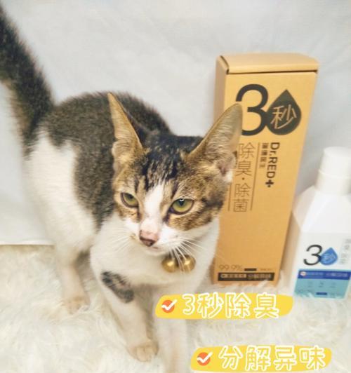 猫咪总吐，是什么原因（宠物猫咪为什么总是呛到）