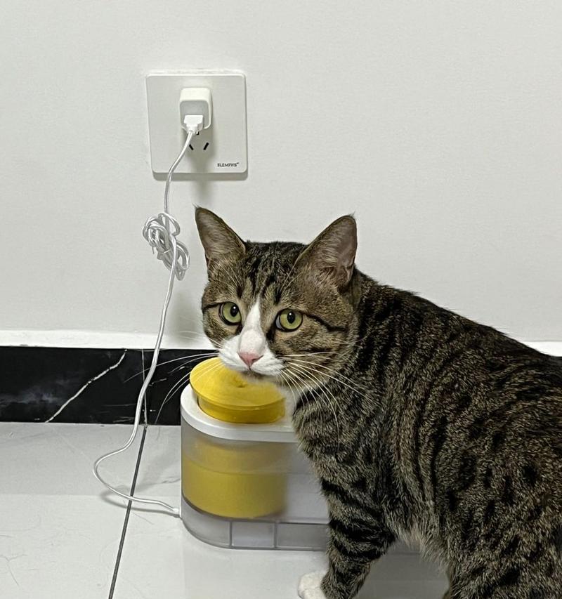 猫咪总吐，是什么原因（宠物猫咪为什么总是呛到）