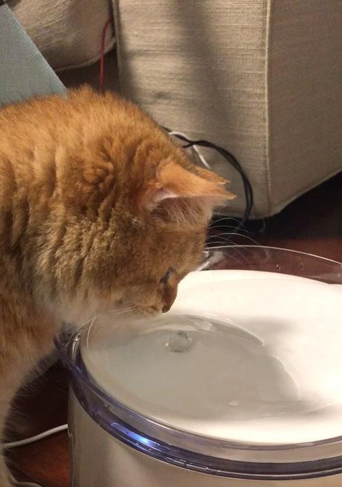 猫咪总吐，是什么原因（宠物猫咪为什么总是呛到）