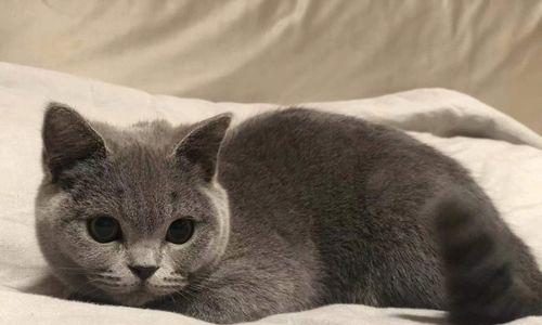 猫咪养护全攻略（从驱虫到打疫苗）