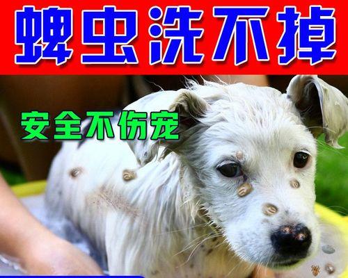 猫咪养护全攻略（从驱虫到打疫苗）