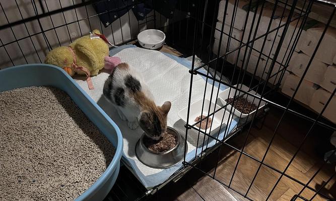 探究猫咪驱虫后还软便的原因（宠物健康需重视——软便现象的成因和治疗方法）