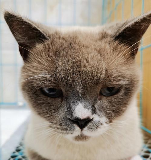 猫咪驱虫后一直翻滚（探寻猫咪驱虫后出现的异常行为）