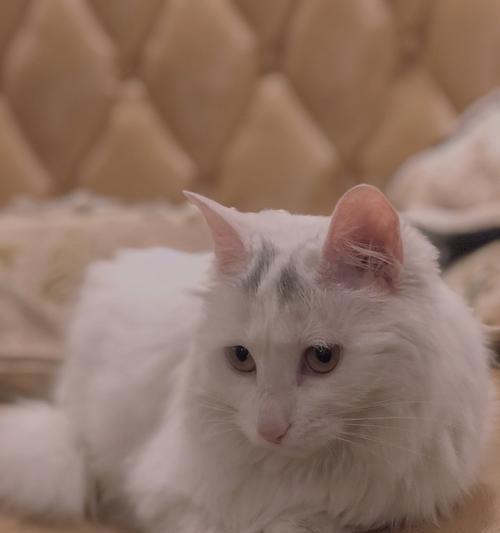 猫咪驱虫后一直翻滚（探寻猫咪驱虫后出现的异常行为）