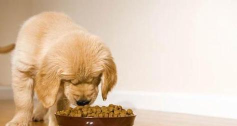 如何掌握一只狗狗一个月的饮食量（了解宠物的需求）