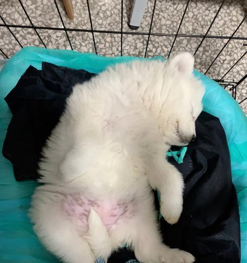 狗狗一个月不拉屎，该如何解决（宠物健康小贴士）