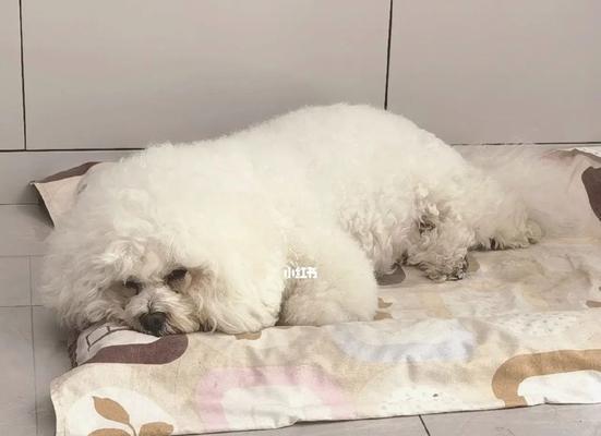 狗狗为何总是睡觉（如何帮助狗狗改变睡眠习惯）
