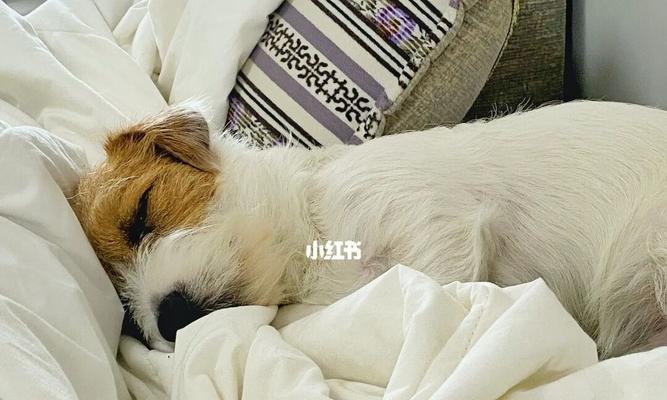 如何应对宠物一月不醒的困扰（挽救狗狗的睡眠问题）