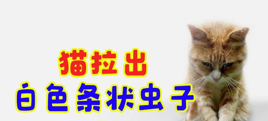 宠物猫咪驱虫指南（一月多次驱虫）
