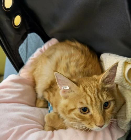 小猫咪、手抽搐、治愈、宠物故事（小猫咪）