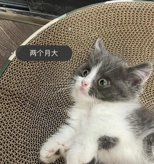 如何养护一只猫咪让它活得更久（猫咪宠物的全方位保健与细节把控）