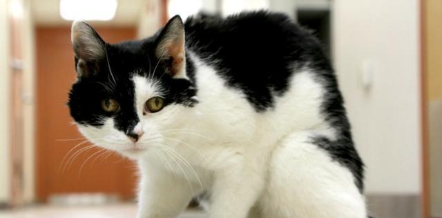 如何养护一只猫咪让它活得更久（猫咪宠物的全方位保健与细节把控）