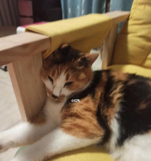 如何应对一个月猫咪黏人（帮助你的宠物建立健康的亲密关系）