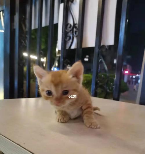 如何应对一个月猫咪黏人（帮助你的宠物建立健康的亲密关系）