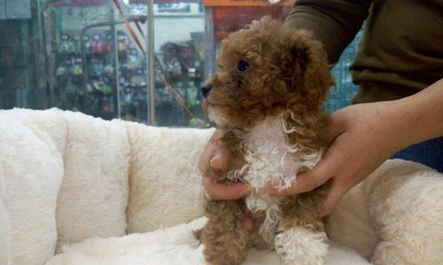 当宠物泰迪不理你该怎么办（解决泰迪不理你的15个方法）