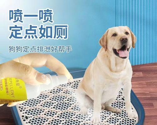 小狗一个月不拉屎光尿的原因及应对方法（探究宠物健康的重要性）