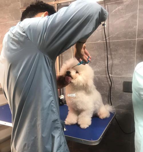 小狗打针必知（如何为宠物小狗正确打疫苗）