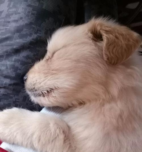 小狗睡觉天才（一个月小狗的日常睡眠习惯与养护）