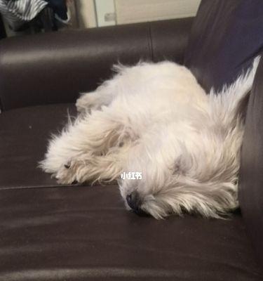 小狗睡觉天才（一个月小狗的日常睡眠习惯与养护）