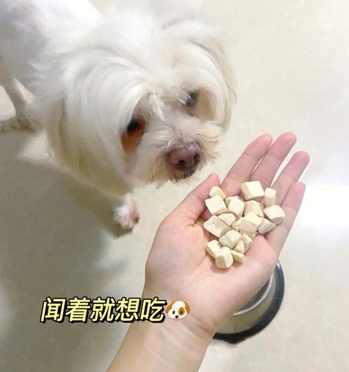 小狗喂蛋清的安全性解析（了解小狗饮食需要）