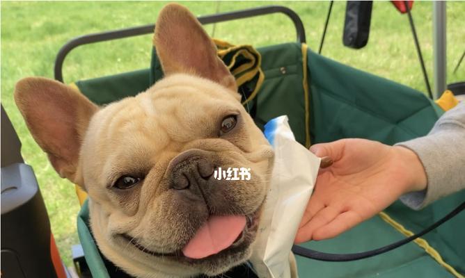 一只小狗的炎热夏日（如何为宠物准备一个凉爽舒适的夏季环境）