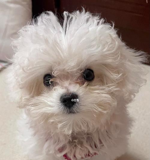 狗狗不见了，这该怎么办（宠物家庭的必备指南）