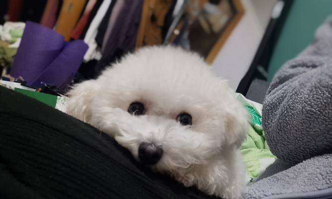 如何让小狗健康喂胖（宠物营养需求的重要性）