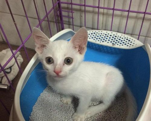 照顾宠物小猫需要知道的喂养量（一月龄小猫每日所需奶量详解）