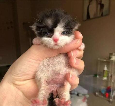 照顾宠物小猫需要知道的喂养量（一月龄小猫每日所需奶量详解）