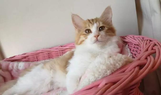 从妈咪爱的角度看一个月大的小猫该如何喂养（掌握正确的喂养方式）