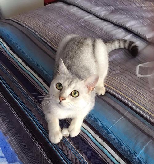 小猫的猫砂饮食计划（以宠物为主的健康生活）