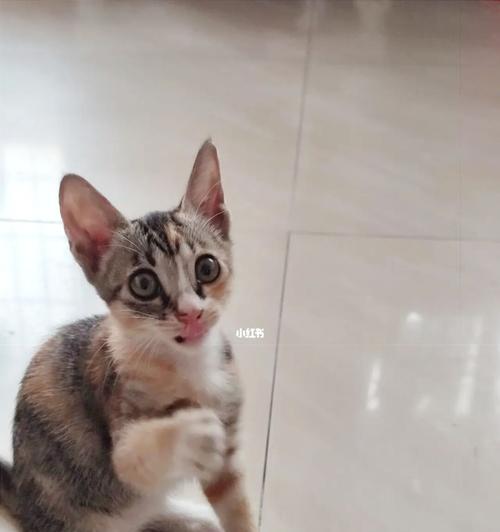 小猫的猫砂饮食计划（以宠物为主的健康生活）