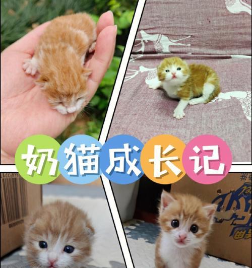 小猫的营养之旅——一个月小猫吃牛奶（宠物养成必读）