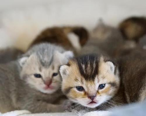 小猫的营养之旅——一个月小猫吃牛奶（宠物养成必读）
