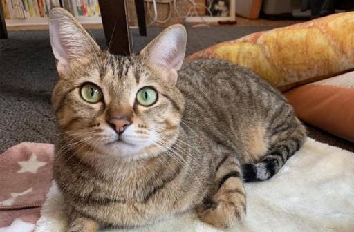 宠物小猫肚子鼓起来了，这可能是为什么（探究小猫肚子鼓胀的原因和解决方法）