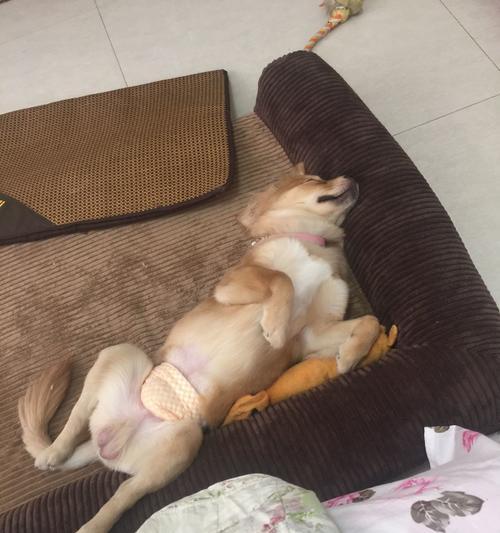 一只可怜的小猫，脊椎被踩断了（宠物爱心助力）