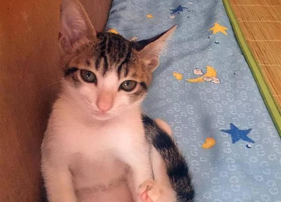 一只可怜的小猫，脊椎被踩断了（宠物爱心助力）