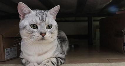 如何应对宠物小猫一个月呕吐情况（建议及方法）