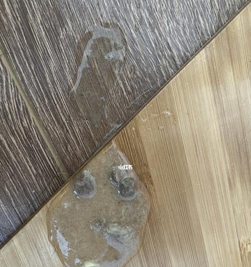 如何应对宠物小猫一个月呕吐情况（建议及方法）