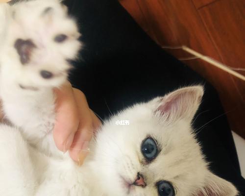 宠物小猫一个月不吃东西的原因（探究小猫不进食的可能原因与解决方案）