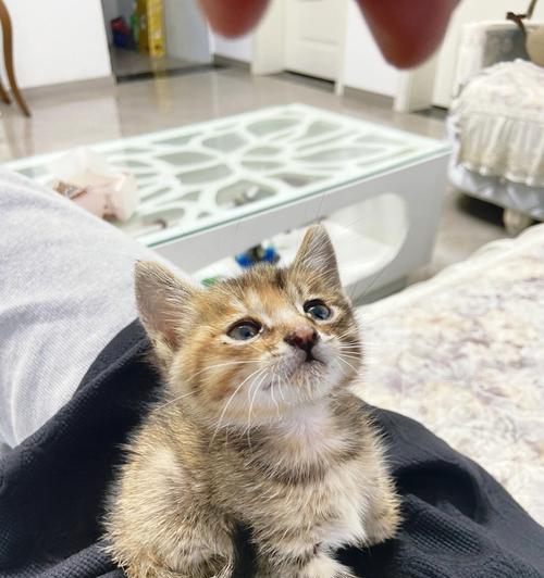 宠物小猫一个月不吃东西的原因（探究小猫不进食的可能原因与解决方案）