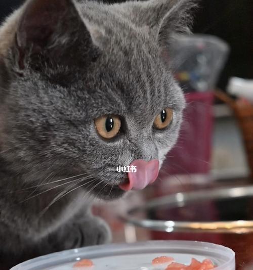 小猫咪能否享用西瓜（以宠物为主）