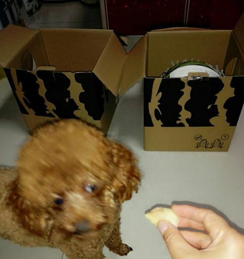 小猫咪能否享用西瓜（以宠物为主）