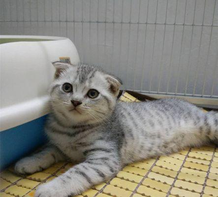 折耳猫——易养的宠物选择（以一个月为单位）