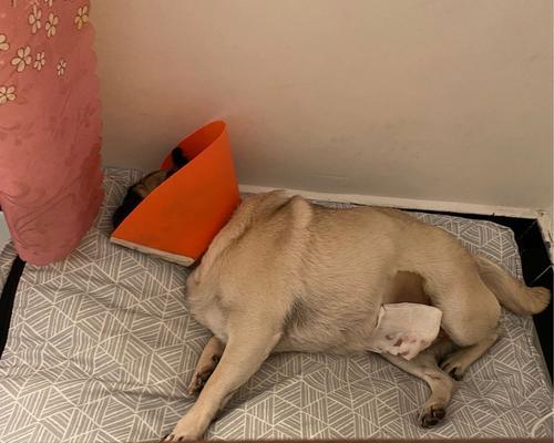 狗狗为什么一摸就漏尿（探究狗狗的生理行为与训练方法）