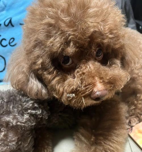 狗狗为什么一摸就漏尿（探究狗狗的生理行为与训练方法）