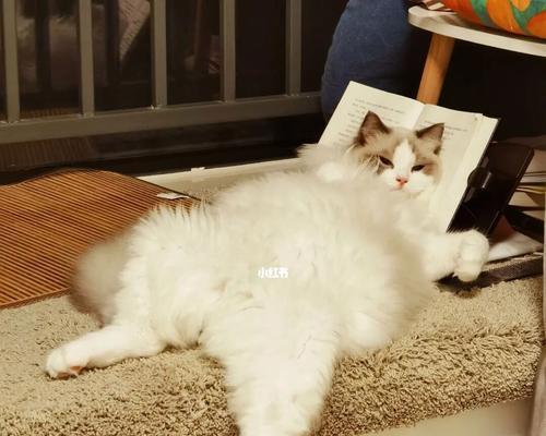 揭秘为什么一摸猫咪它就躺下（深入探究猫咪行为习惯）