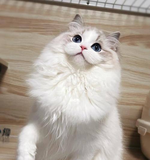 一年不掉毛的布偶猫（揭秘这种理想宠物的独特之处）