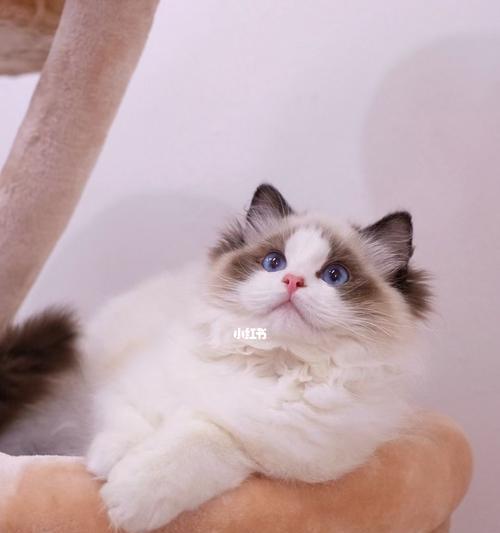 如何让你的布偶猫健康增重（解决布偶猫偏瘦问题）