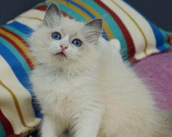 如何让你的布偶猫健康增重（解决布偶猫偏瘦问题）